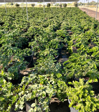 Carissa 'Boxwood Beauty'