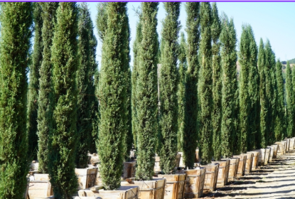 Cupressus sempervirens 'Italian Cypress'