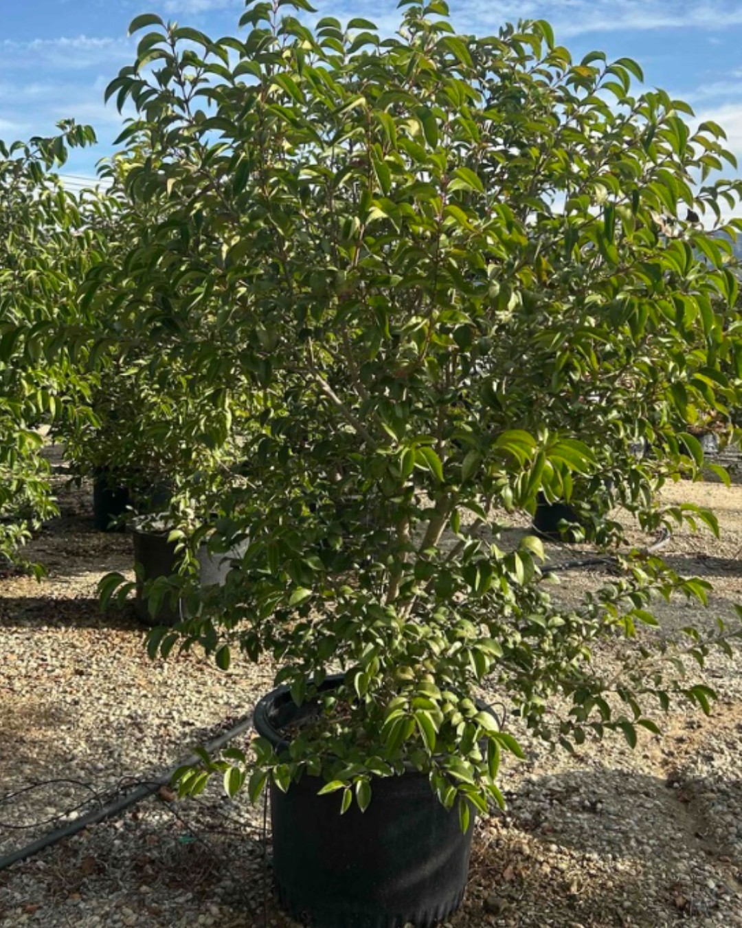Japanese Privet (Ligustrum japonicum Bush)