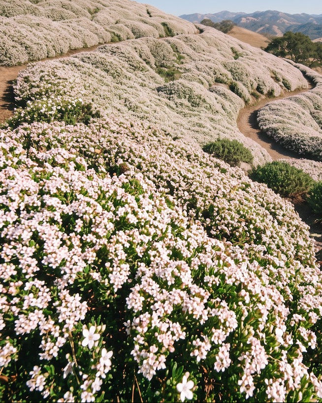 Creeping Myoporum (Myoporum parvifolium)