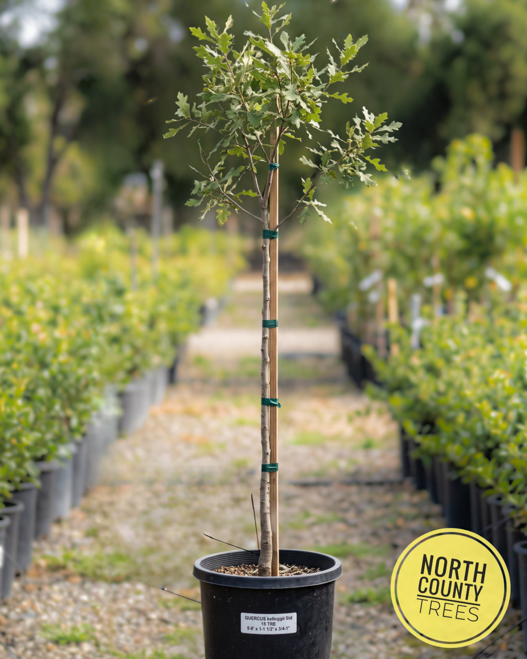 California Black Oak (Quercus kelloggii)