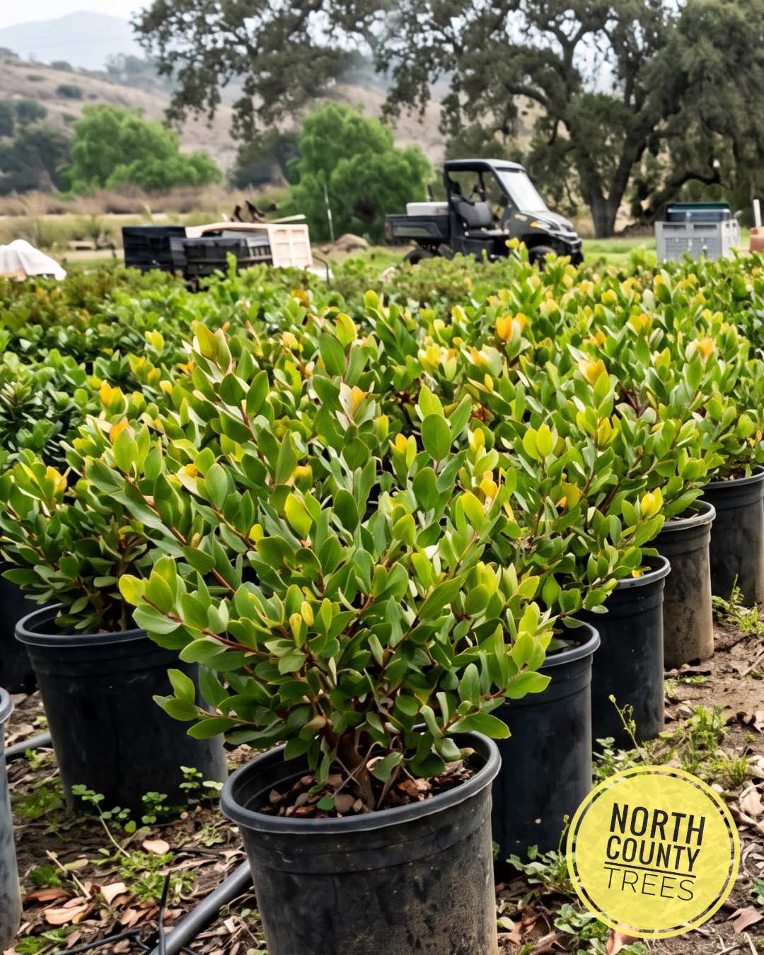 Sunset Manzanita (Arctostaphylos ‘Sunset’)
