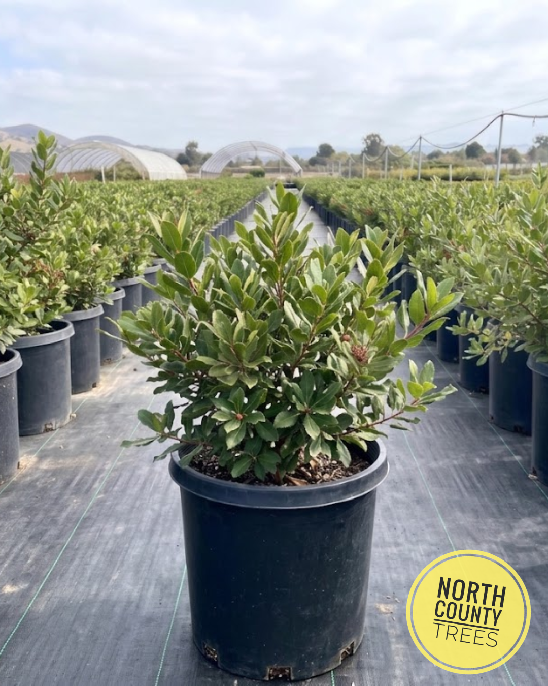 Toyon (Heteromeles arbutifolia)