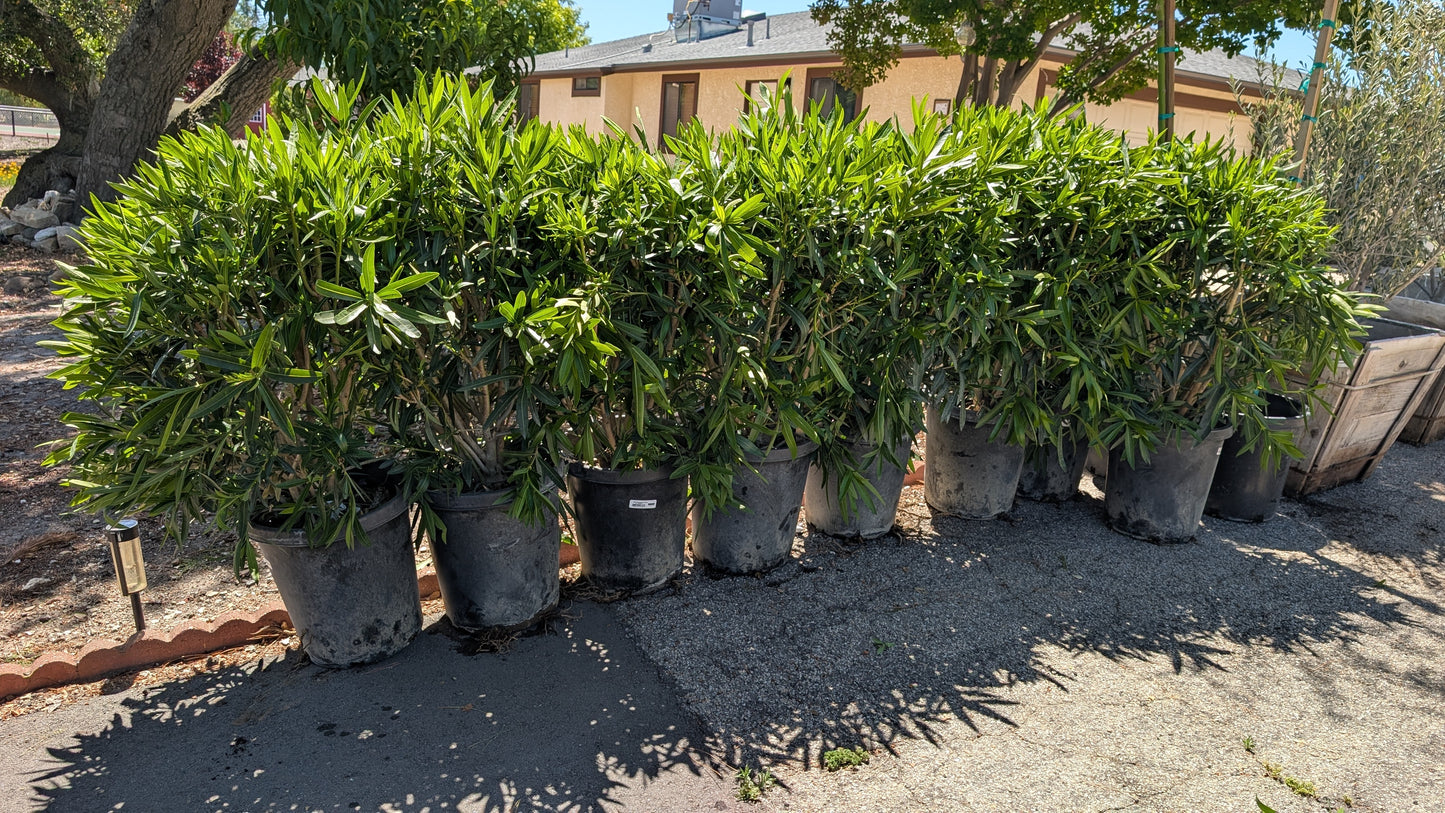 Oleander (Nerium oleander)