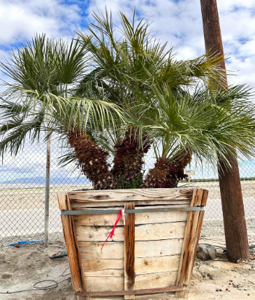 Chamaerops humilis 'Mediterranean Fan Palm'