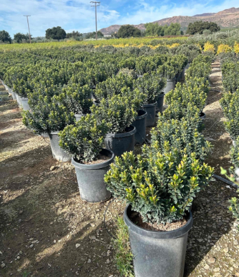 Rhaphiolepis 'Minor'