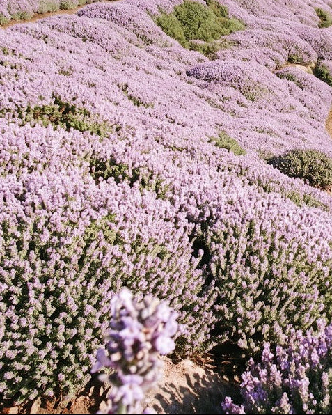 Huntington Carpet Rosemary (Rosmarinus officinalis 'Huntington Carpet')