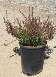 Teucrium chamaedrys 'Germander'