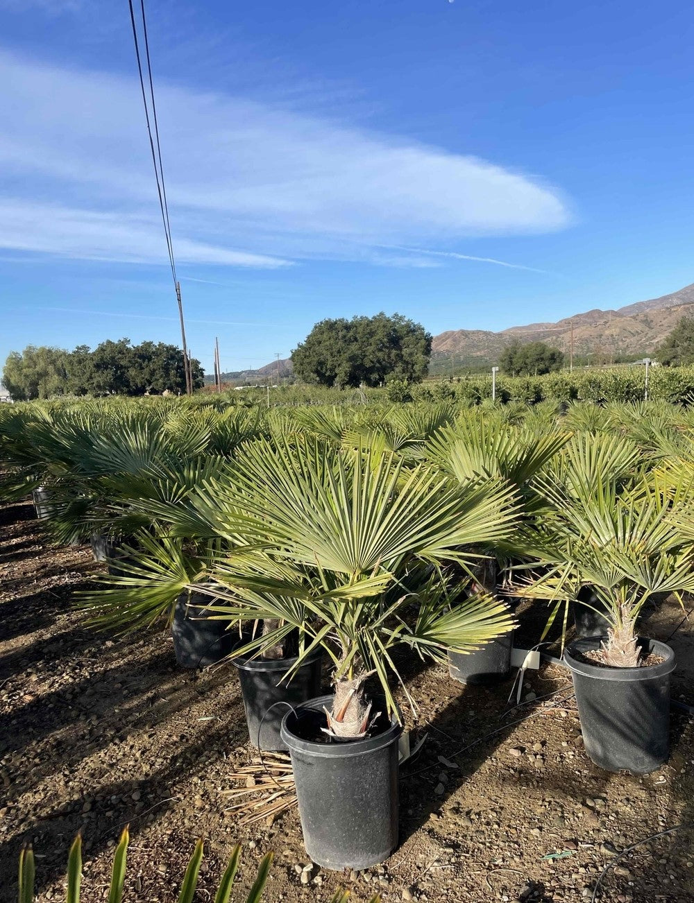 Trachycarpus fortunei 'Windmill Palm'