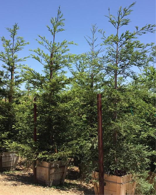 Aptos Blue Redwoods (Sequoia sempervirens 'Aptos Blue')