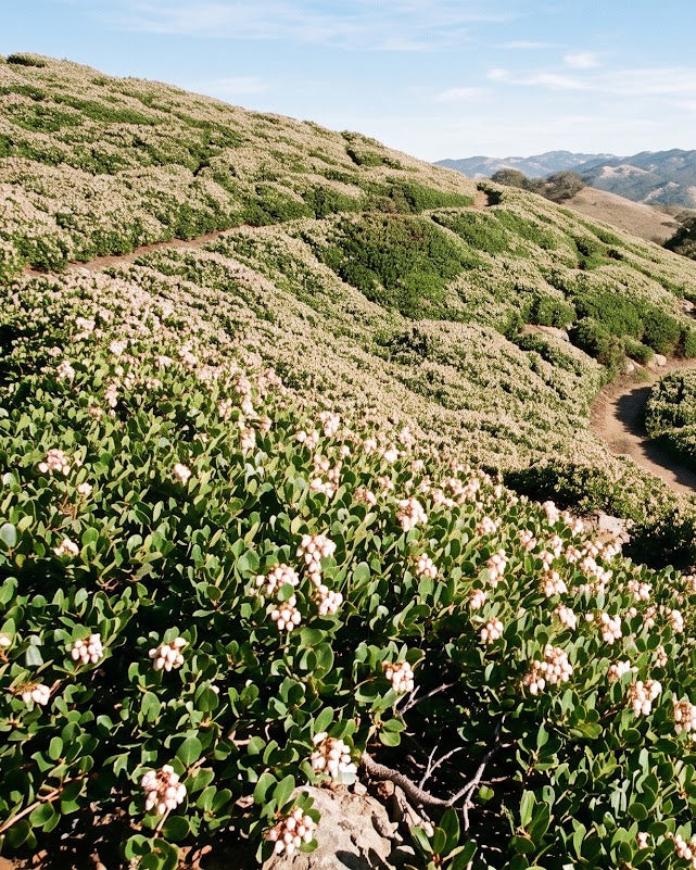 Emerald Carpet Manzanita (Arctostaphylos 'Emerald Carpet')