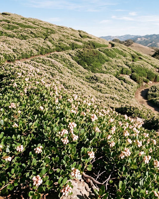Emerald Carpet Manzanita (Arctostaphylos 'Emerald Carpet')