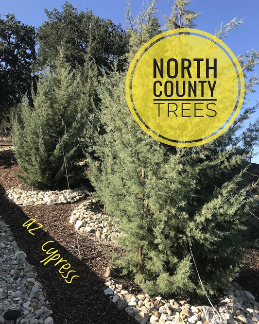 Arizona Cypress (Cupressus arizonica)