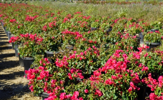Bougainvillea 'La Jolla'