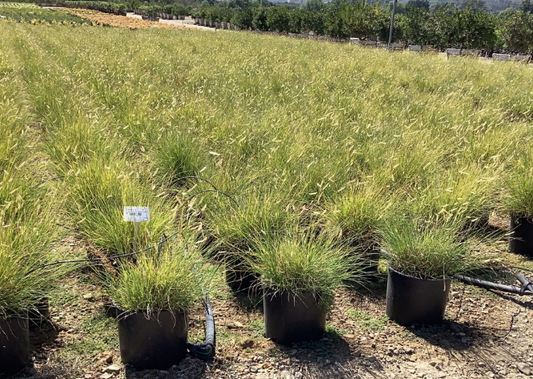 Bouteloua 'Blonde Ambition'