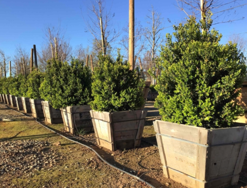 Buxus 'Green Beauty'