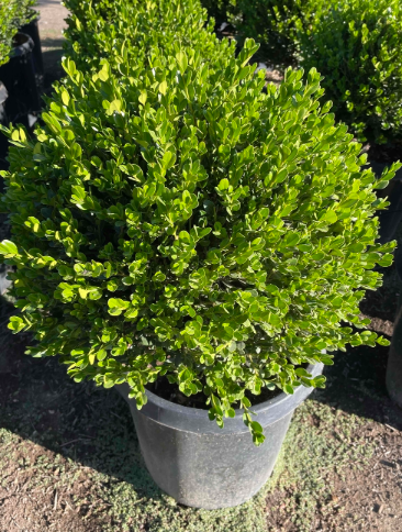 Buxus 'Winter Gem'
