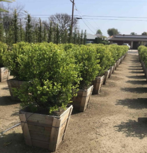 Buxus microphylla japonica 'Japanese Boxwood'