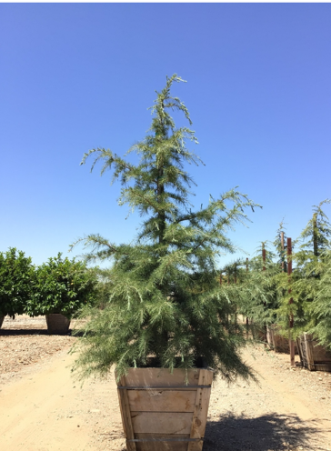 Cedrus deodara 'Deodar Cedar'