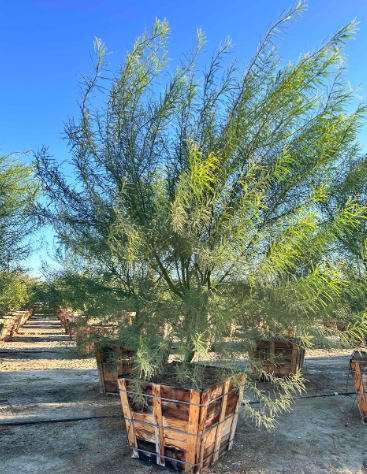 Cercidium 'Desert Museum'