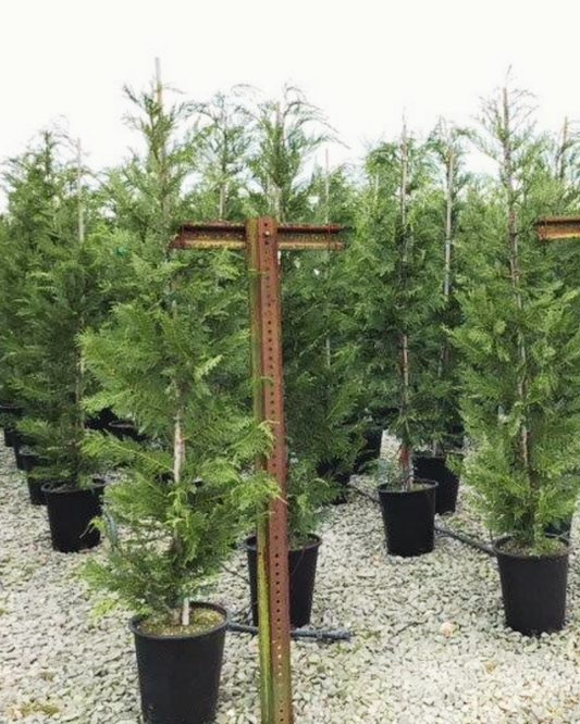 Leyland Cypress #5 Special