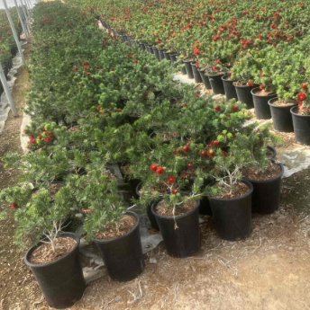 Callistemon 'Little John'