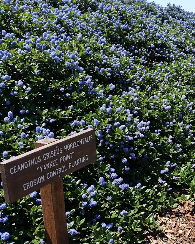 Yankee Point California Lilac (Ceanothus griseus horizontalis 'Yankee Point')