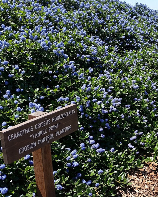Yankee Point California Lilac (Ceanothus griseus horizontalis 'Yankee Point')