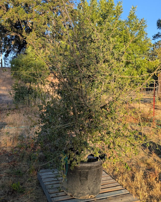 Coast Live Oak (Quercus agrifolia - Multi-Trunk)
