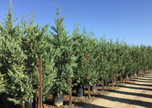 Cupressocyparis leylandii 'Leyland Cypress'