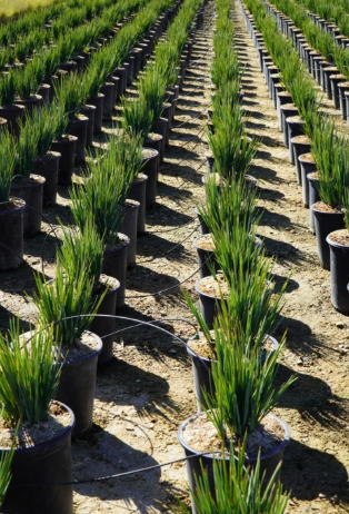 Dianella 'Little Rev'