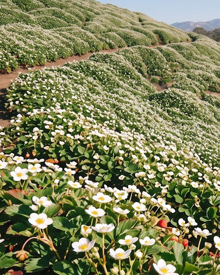 Ornamental Strawberry (Fragaria chiloensis)