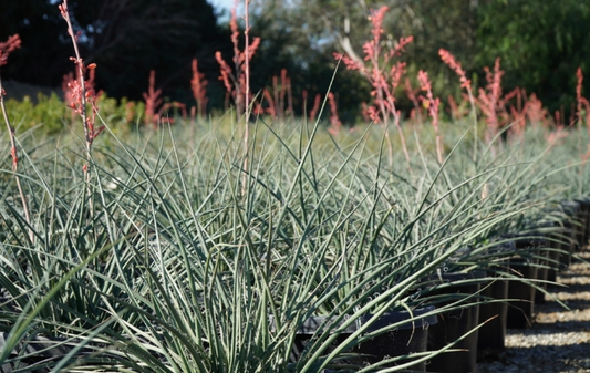 Hesperaloe parviflora 'Red Yucca'