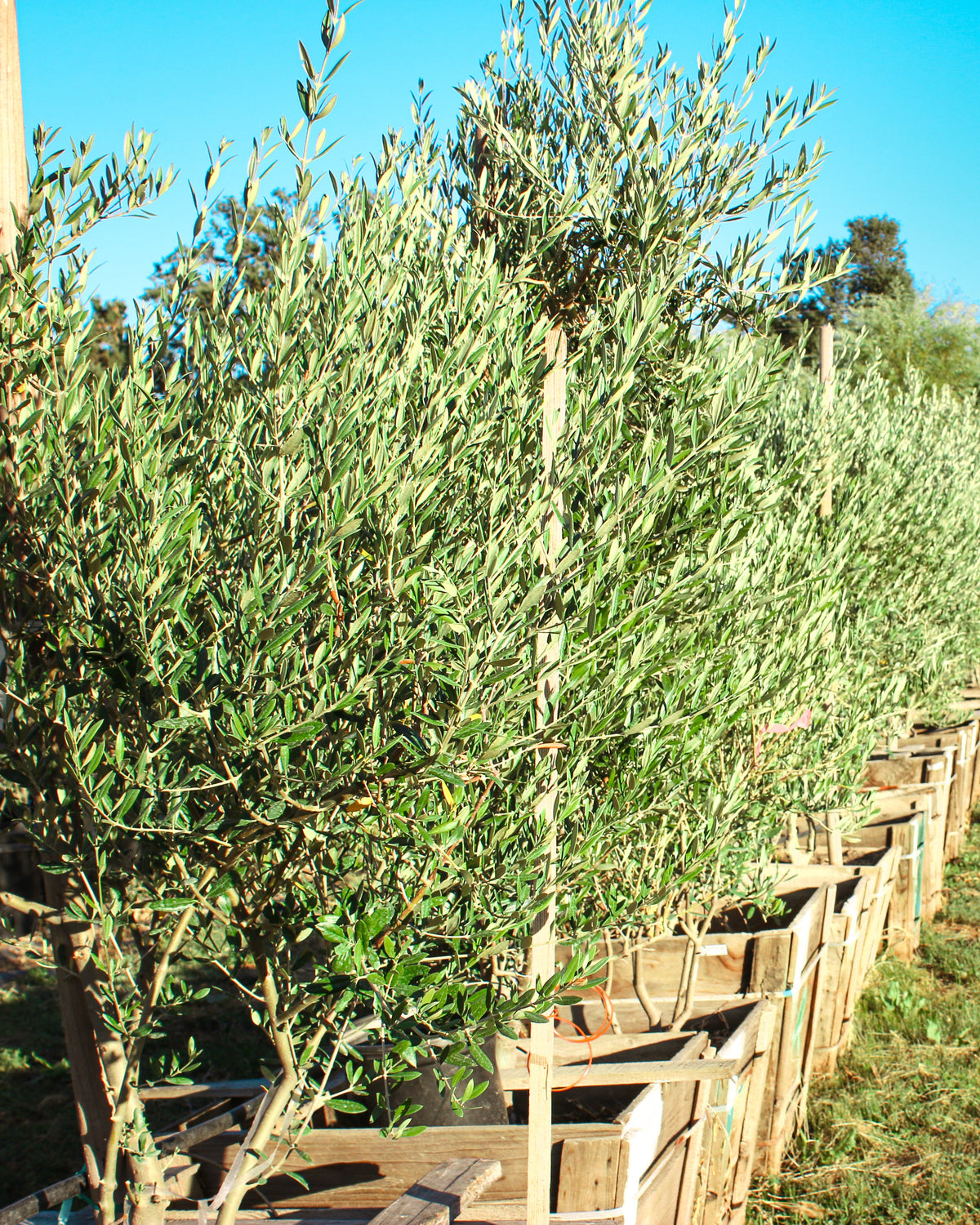 Fruitless Olive Tree (24" Box Olea Wilsonii)