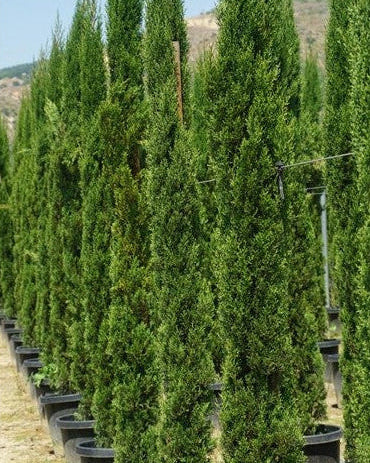 Italian Cypress (Cupressus sempervirens)