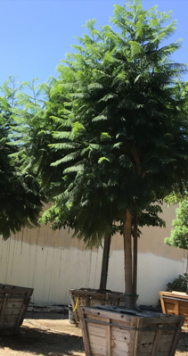 Jacaranda mimosifolia 'Jacaranda'