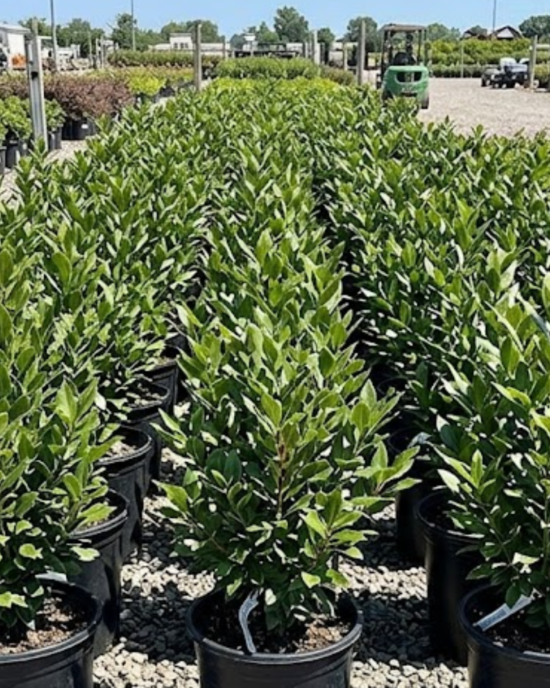 Sweet Bay Laurel (LAURUS nobilis Bush)