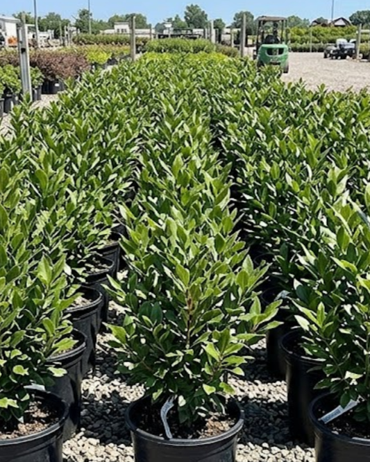 Sweet Bay Laurel (Bush) Special