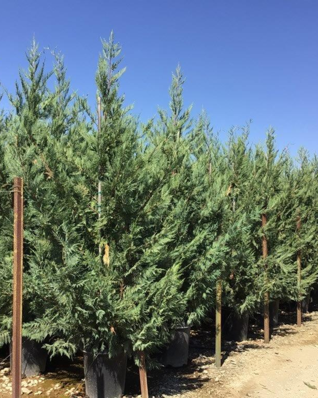 Leyland Cypress (CUPRESSOCYPARIS leylandii)