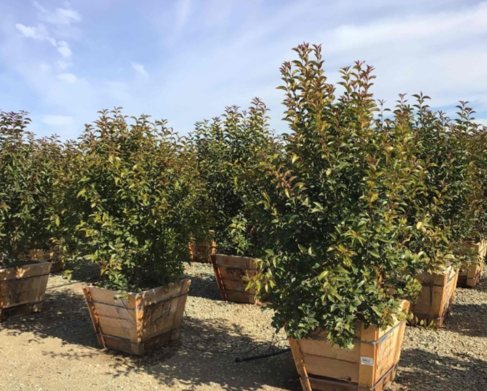 Ligustrum japonicum 'Texanum' 'Texas Privet'