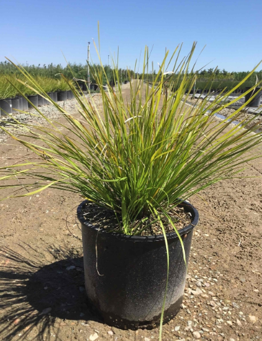 Lomandra 'Breeze'