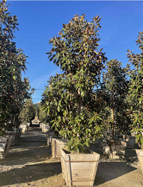 Magnolia grandiflora 'Southern Magnolia'
