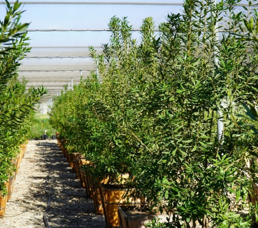 Myrica californica 'California Bayberry'