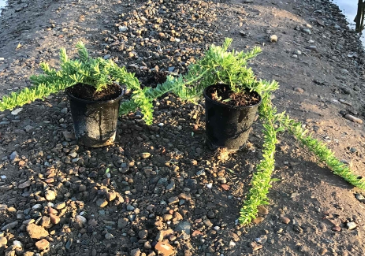 Myoporum 'Putah Creek'
