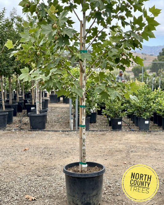 California Sycamore (Platanus racemosa)