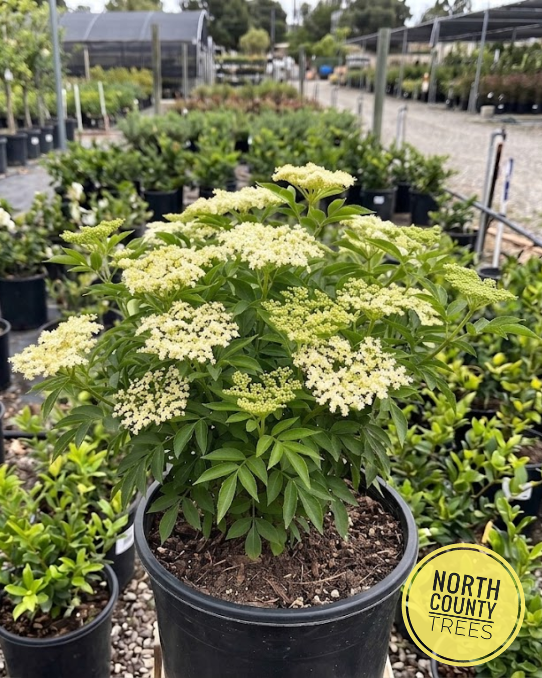 Blue Elderberry (Sambucus mexicana)