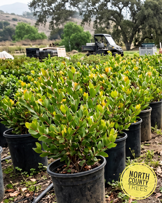 Sunset Manzanita (Arctostaphylos ‘Sunset’)