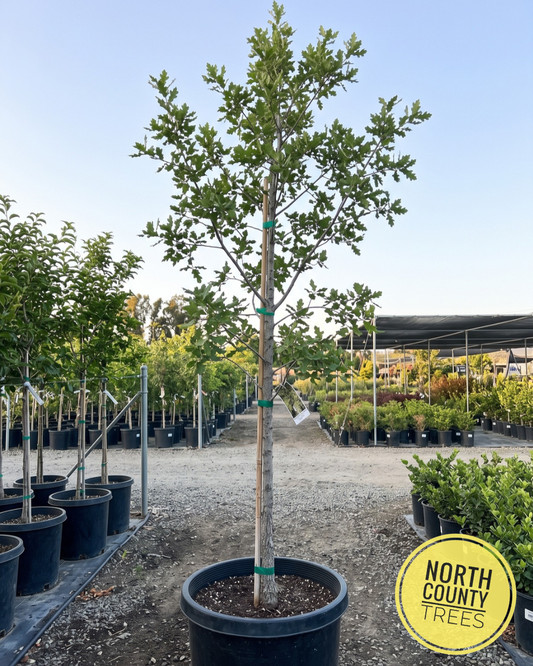 Valley Oak (Quercus lobata)