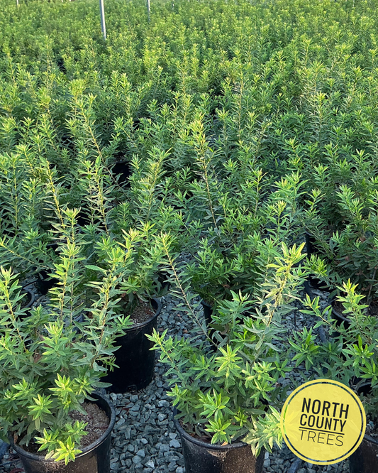 Pacific Wax Myrtle (Myrica californica)