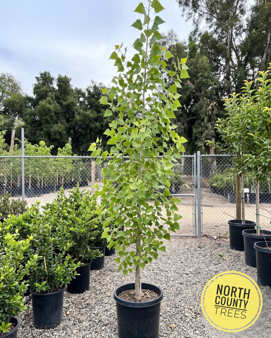 Fremont Cottonwood (Populus fremontii)